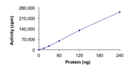 The specific activity of EGFR (T790M L858R) was determined to be 9.2 nmol/min/mg as per activity assay protocol, and was equivalent to 30 nmol/min/mg as per radiometric assay.